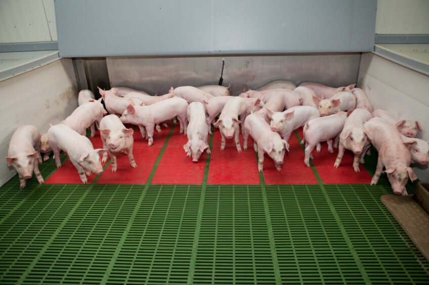 Weaned piglets on a farm in Ireland. Photo: Shane McAuliffe