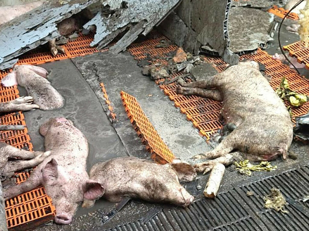 Pigs that died when a farm had been in the line of fire in the war in Ukraine. Photo: Agrocomplex Slobozhansky