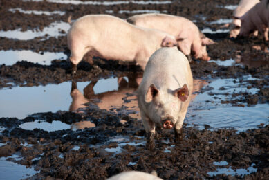 Pigs waddling in the mud. Photo: Hans Banus