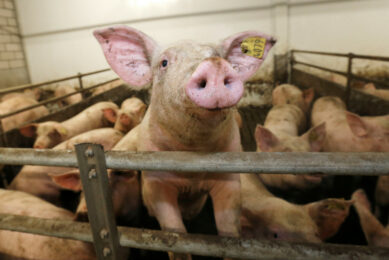 Optimal stocking density can vary from farm to farm. Photo: Bert Jansen