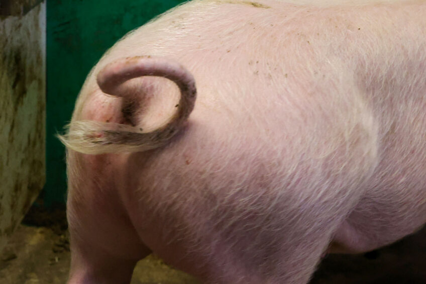 A pig with a healthy tail on a farm in the Netherlands. Photo: Bert Jansen