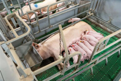 A sow and her piglets are being kept cool during the summer months. This sow was not included in the Korean research. Photo: Jan Willem Schouten