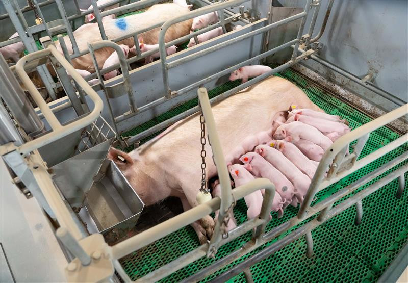 A sow and her piglets are being kept cool during the summer months. This sow was not included in the Korean research. Photo: Jan Willem Schouten