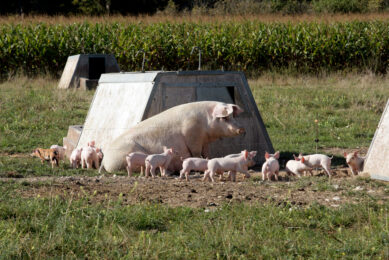 The UK pig industry continues to grow in 2025 and 2026, according to predictions. Photo: Henk Riswick
