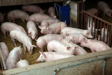Finisher pigs on a UK farm - this one was not involved in the cases described in this article. Photo: Henk Riswick 