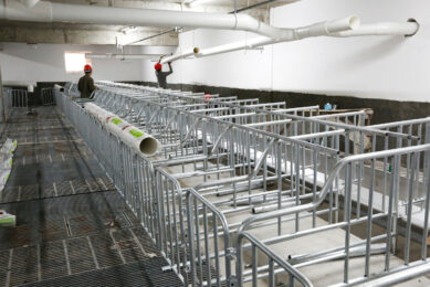 Gestating barns under construction, when the sky was the limit in China. Photo: Henk Riswick