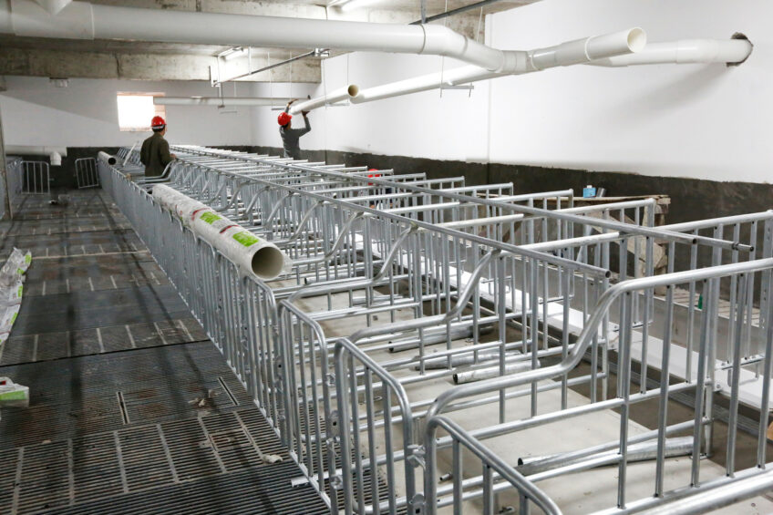 Gestating barns under construction, when the sky was the limit in China. Photo: Henk Riswick