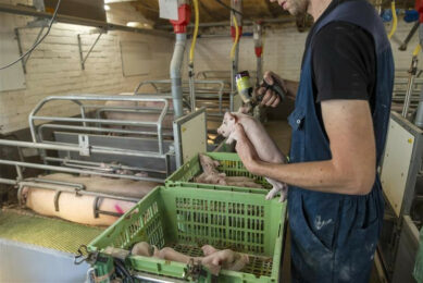 An iron injection is being administered to a litter of piglets. Photo: Herbert Wiggerman