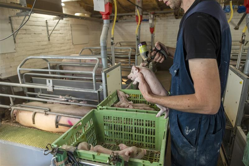 An iron injection is being administered to a litter of piglets. Photo: Herbert Wiggerman